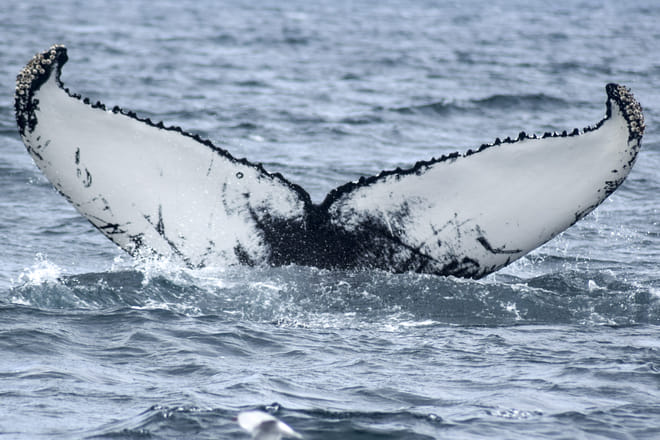 Akureyri Classic Whale Watching 7