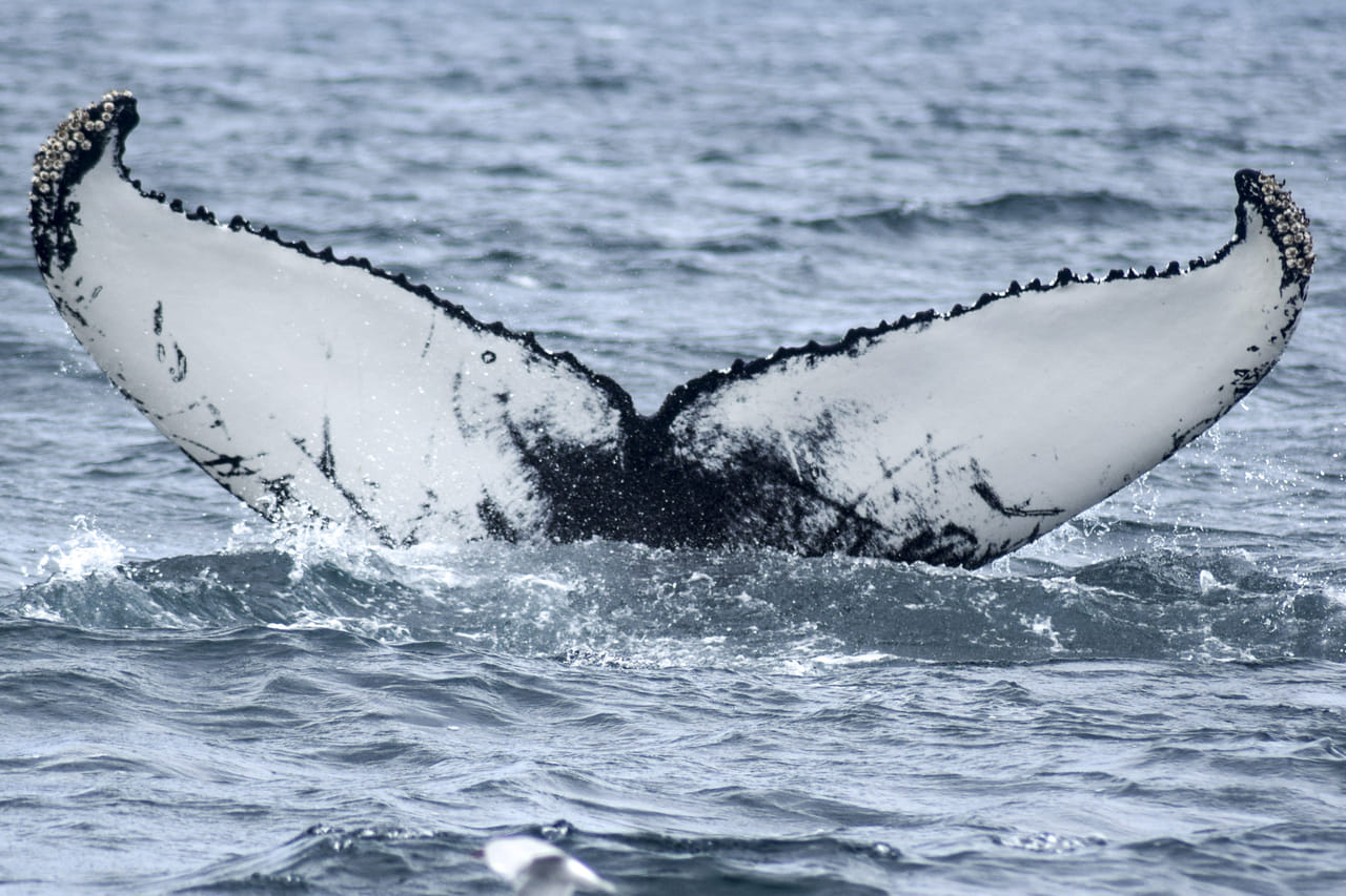 Akureyri Classic Whale Watching 7
