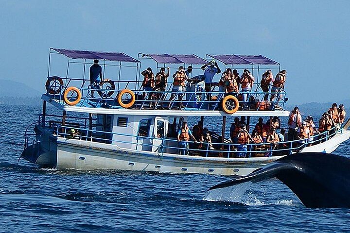 Whale Watching Adventure in Mirissa with Breakfast & Lunch included