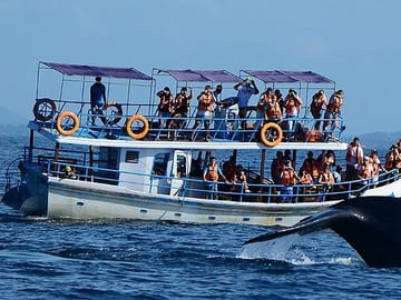 Whale Watching Tour in Mirissa from Negombo, Sri Lanka