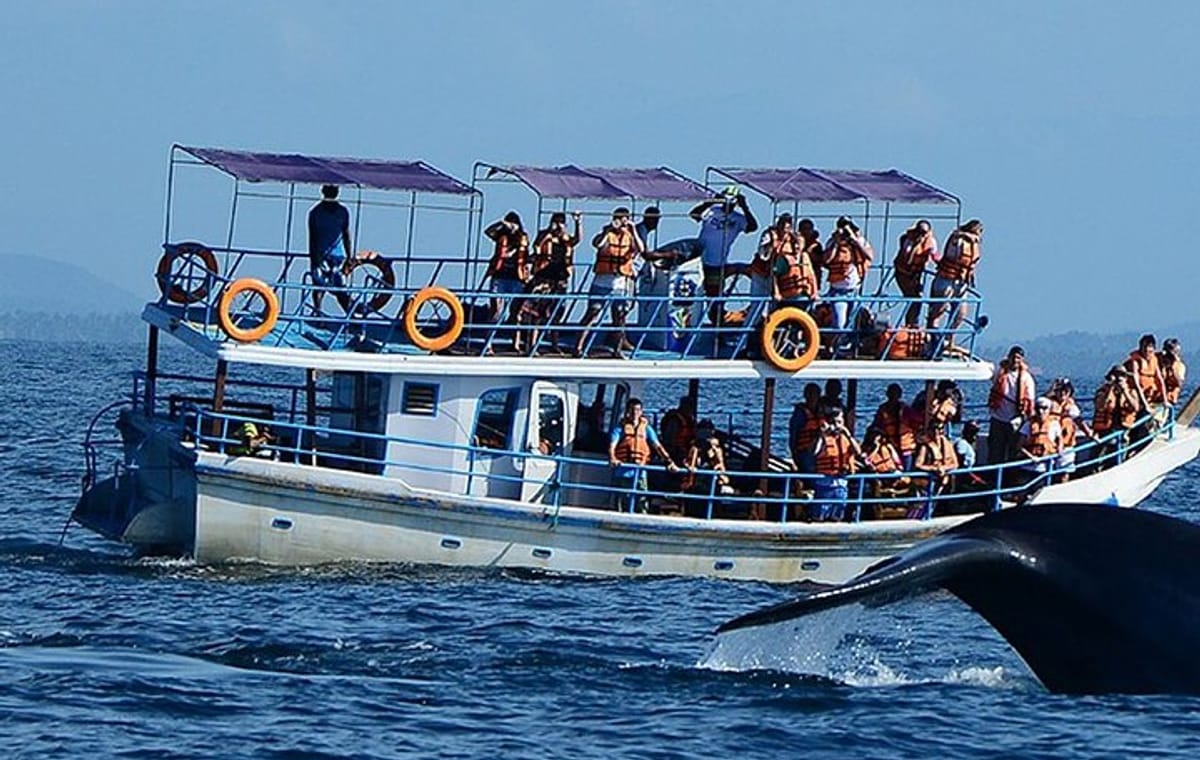 Mirissa Whale Watching Tour From Negombo