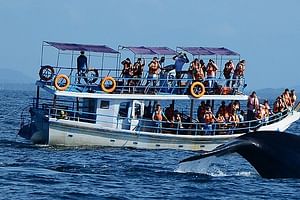 Mirissa Whale Watching Tour From Negombo