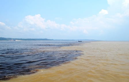 Half-Day Amazon Negro River Expedition from Manaus