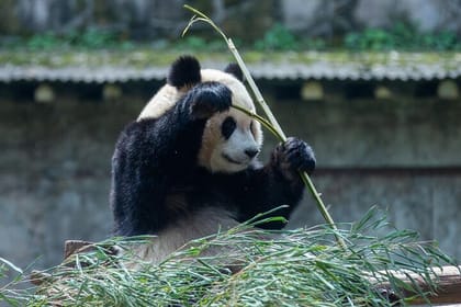 Beijing Culture: Calligraphy Class, Hutong Rickshaw, Panda House