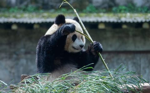 Beijing Cultural Tour: Calligraphy, Hutong Rickshaw, and Pandas