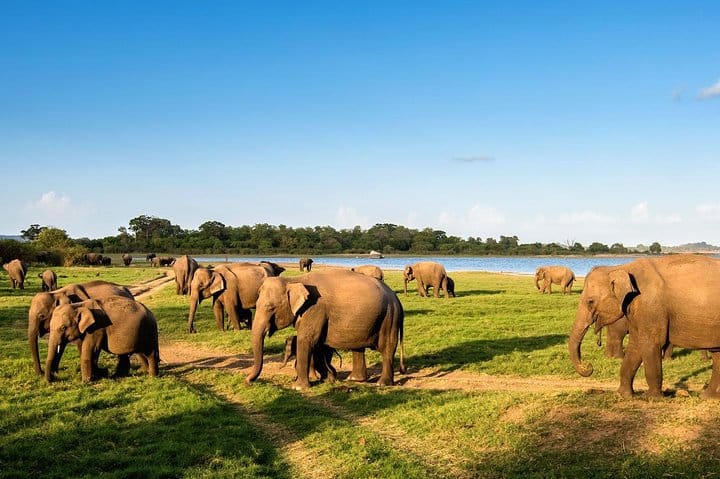 8 Nights in Marvelous Sri Lanka