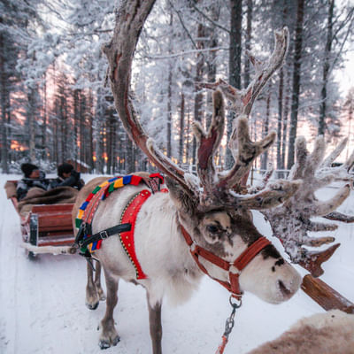 Reindeer Path – A 400-Meter – CH