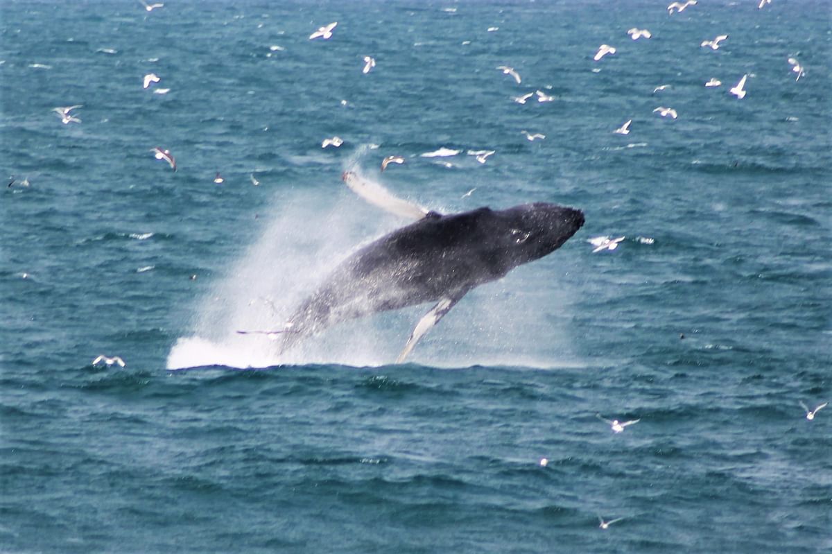 Whale Watching & Lava Show Reykjavik: Nature's Breathtaking Spectacle