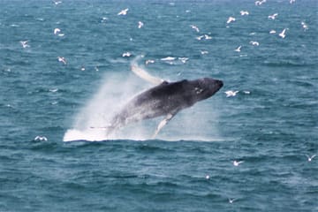 Whale Watching and Lava Show Tour in Reykjavik