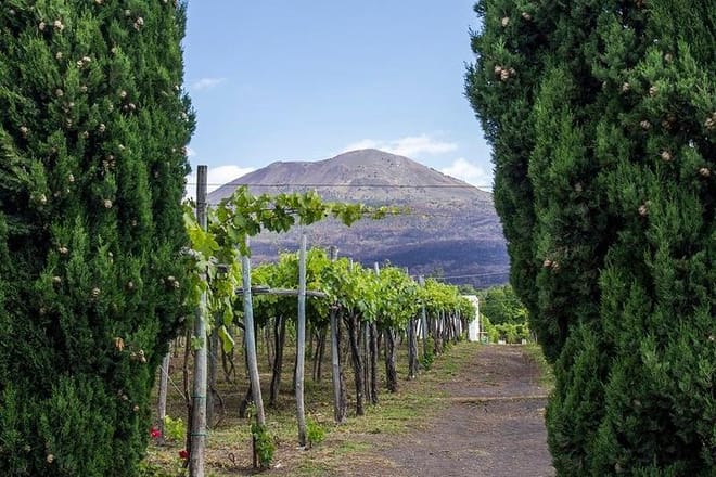 Vesuvius Wine Tasting and Lunch, Transfer from the Amalfi Coast - Photo 4