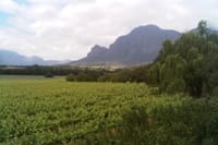 Vineyards in the Paarl Valley outside Cape Town