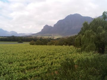 Vineyards in the Paarl Valley outside Cape Town