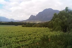 Private Cape Winelands Tour from Cape Town