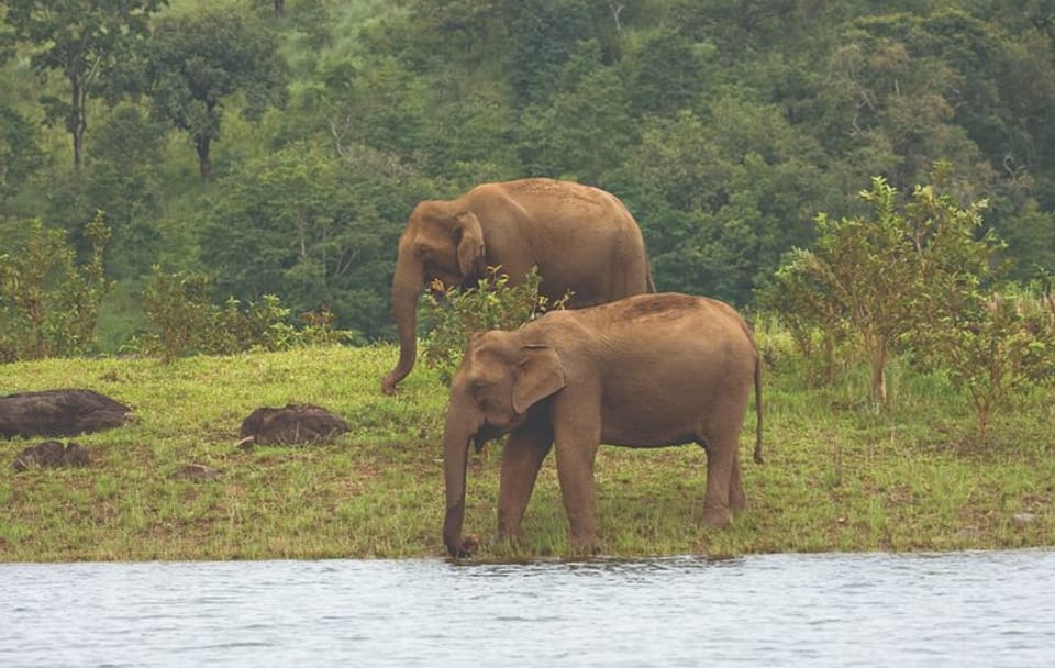 Cochin to Thekkady and Alleppey 4-Day Nature Tour