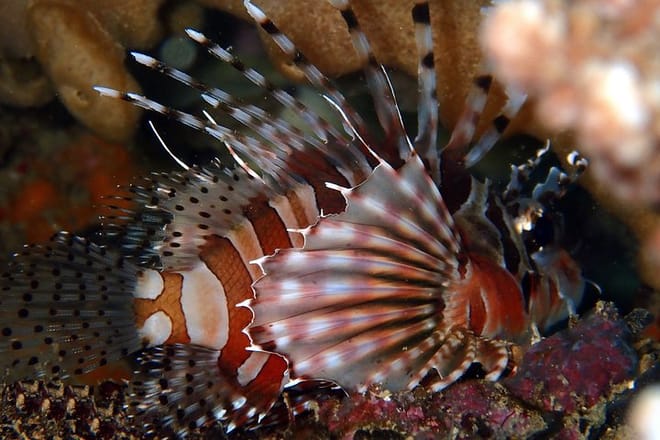 DiveGurus -Scuba Diving in Boracay photo 3