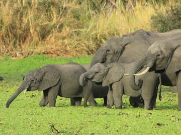 From Arusha: Day Trip to Lake Manyara National Park