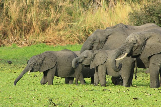 From Arusha: Day Trip to Lake Manyara National Park 3