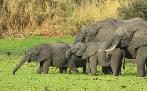 From Arusha: Day Trip to Lake Manyara National Park