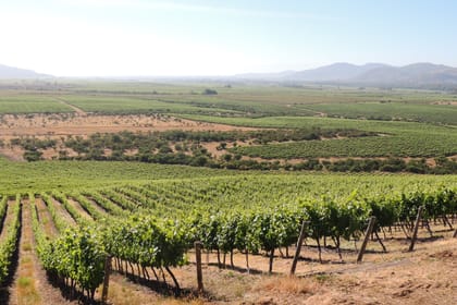 Travel in a hot air balloon and good wine in Casablanca valley