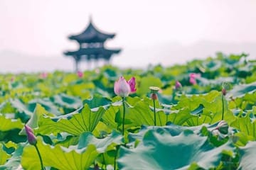 Hangzhou Day Tour of Lingyin Temple and Hupao Spring