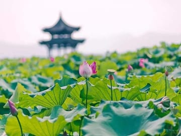 Hangzhou: Lingyin Temple, Feilai Feng Buddhist Carvings & Hupao Spring Day Tour