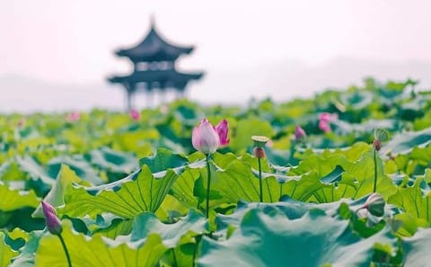 Hangzhou Day Tour of Lingyin Temple and Hupao Spring
