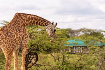 5-Day Luxury Safari from Nairobi to Maasai Mara and Naivasha