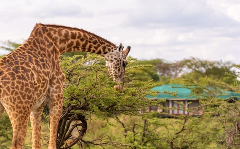 5-Day Luxury Safari from Nairobi to Maasai Mara and Naivasha