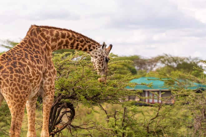 5-Day Nairobi to Maasai Mara & Naivasha Safari photo 6