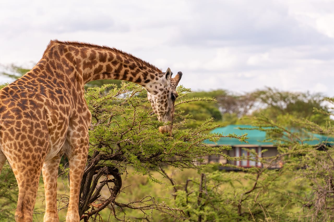 5-Day Nairobi to Maasai Mara & Naivasha Safari 6