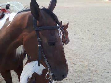 Horse Riding (Desert and the Beach) in Hurghada