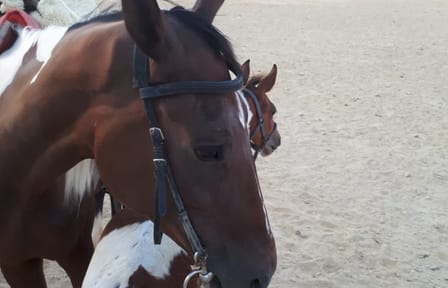 Horseback Riding Tour in the Desert and Beach of Hurghada