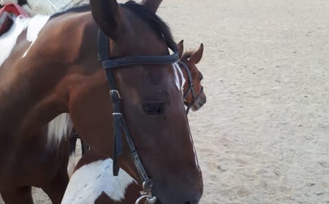 Horseback Riding Tour in the Desert and Beach of Hurghada
