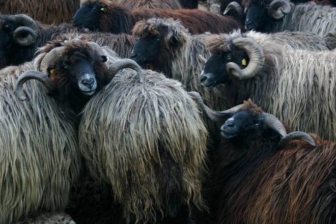 Disappearing Bulgarian Breeds of Pets and Tasting Organic Products in North Pirin