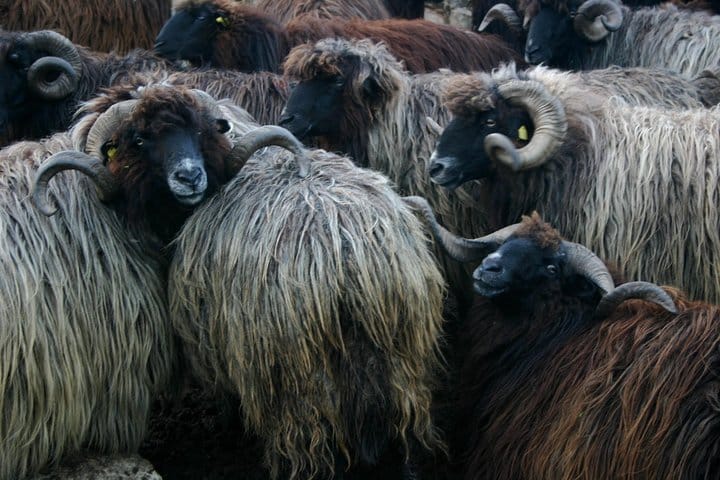 Disappearing Bulgarian Breeds of Pets and Tasting Organic Products in North Pirin
