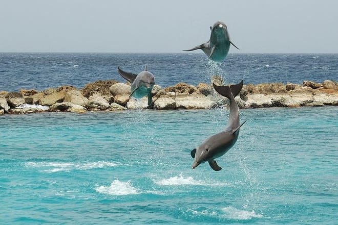 Dolphin House Hurghada