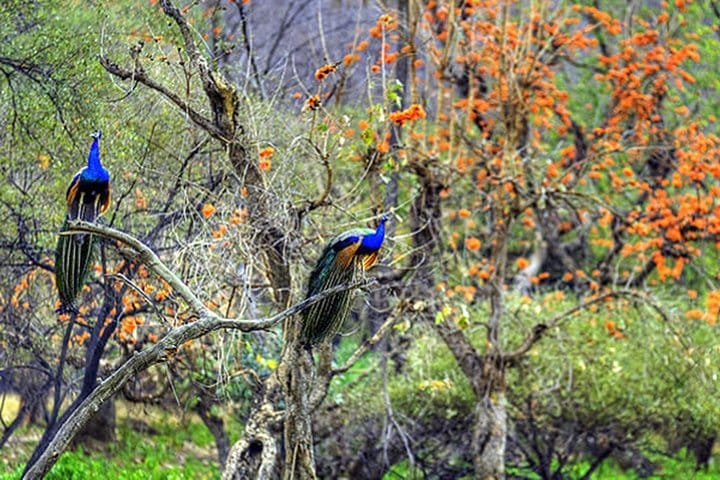 Jaipur Heritage walk Tour