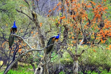 Private Day Trip to Sariska National Park (Tiger Safari) From Jaipur