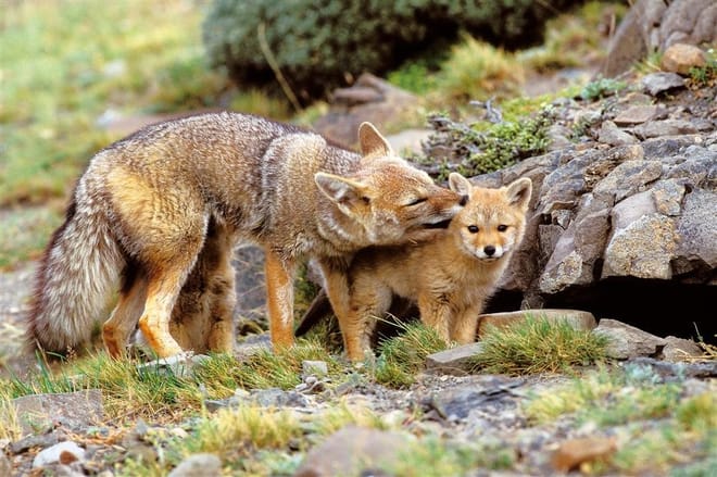 The best of Chilean Patagonia 5days/4nights  10