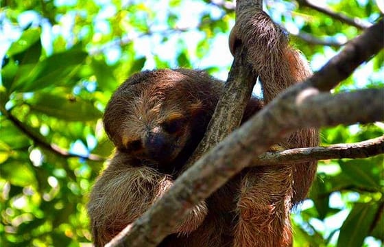 City Tour, Monkeys & Sloths, Beach at Pristine Bay & Transfer
