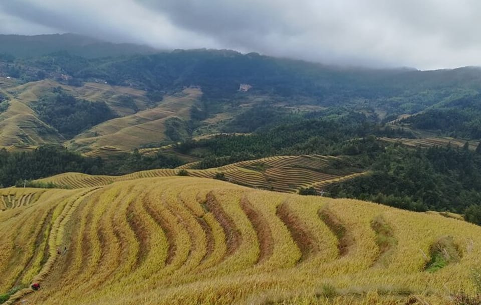 Longji Rice Terraces with Dazhai and Pingan Rice Terraces Tour
