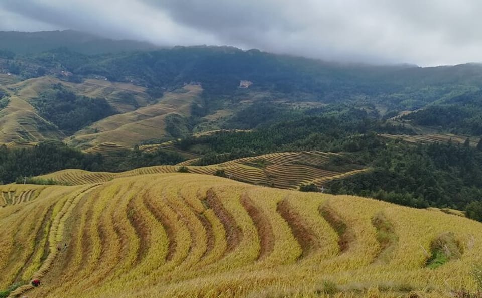 Longji Rice Terraces Day Tour in Guilin, China