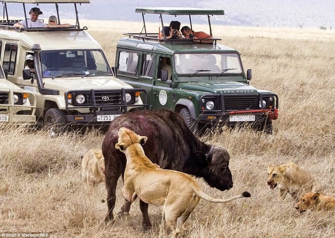 12Days Best of Kenya and Tanzania Wildlife Safari 6