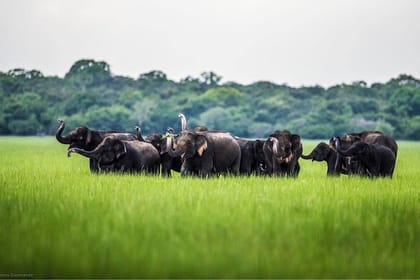 Wilpattu Half Day Safari from Kandy