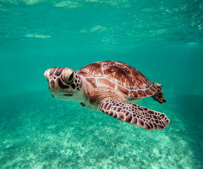 Excursión a Tulum y Akumal