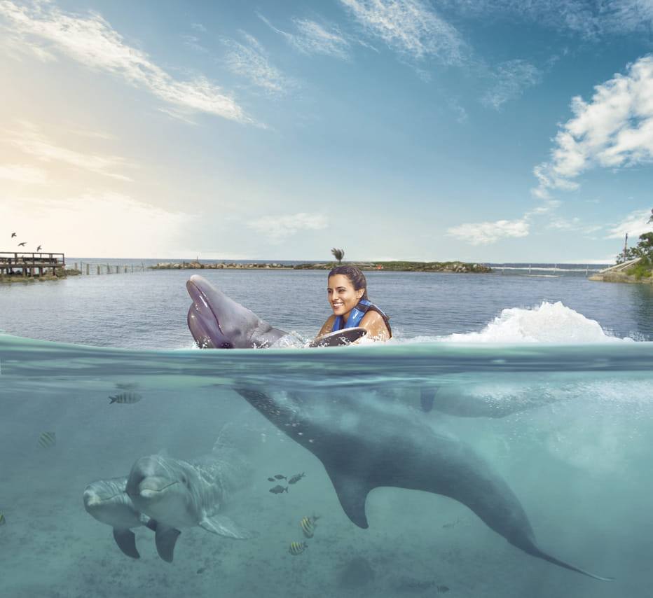 Dolphin Swim Adventure at Montego Bay  3