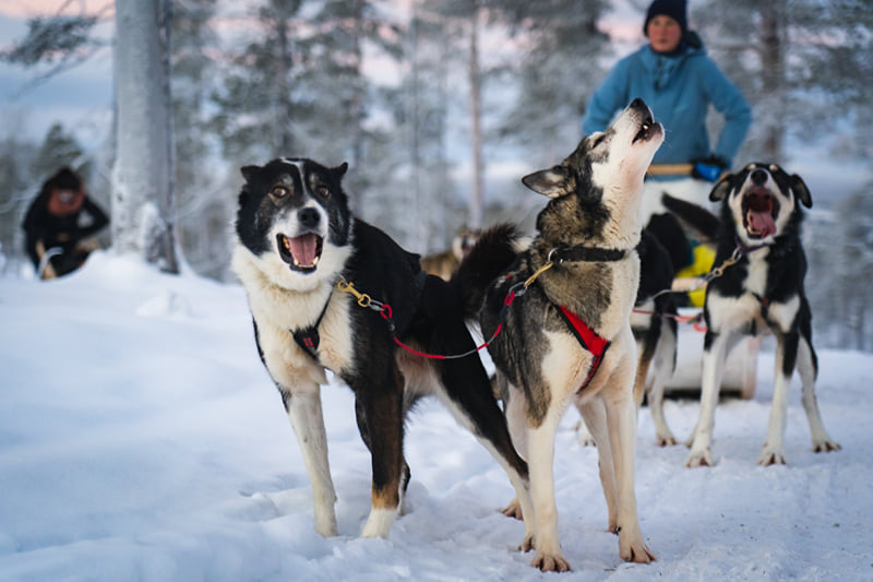 Husky Safari 10 km, photo 2