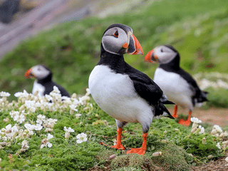 Vestmannaeyjar Day Tour, photo 12