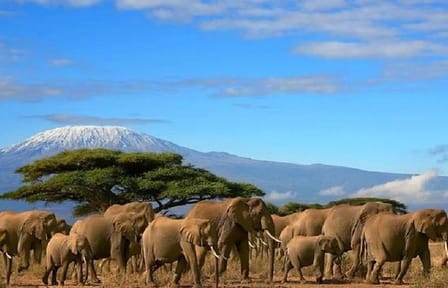 3-Day Safari Experience in Amboseli National Park, Kenya
