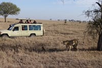 Where nature meets civilization: lions and jeeps side by side.